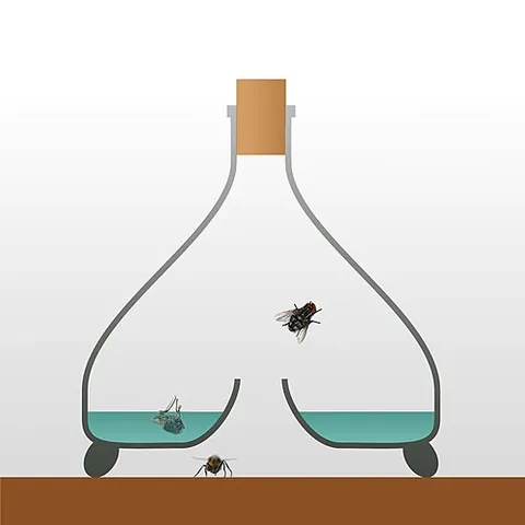 fly bottle: a type of bottle used as a flytrap, with a central opening at the bottom and partially filled with...