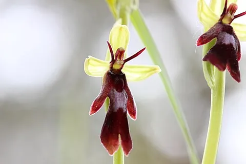 fly orchid: a European orchid with small brownish flowers that look like insects, Ophrys insectifera