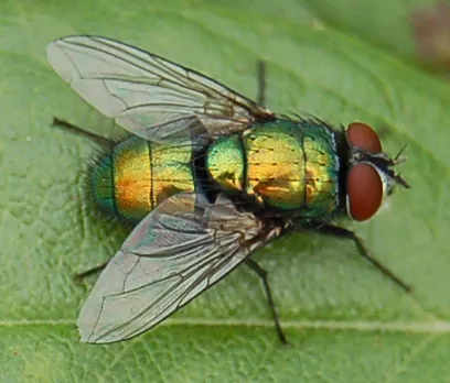 fly: any insect of the order Diptera; characterized by having two wings (except for some wingless...