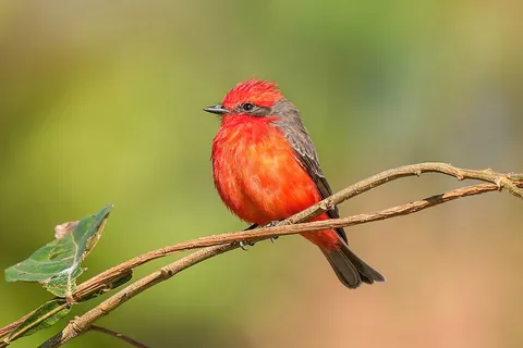 flycatcher: any of many kinds of birds of the family Muscicapidae, of Africa, Europe, and Asia, that catch...
