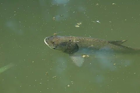 flying carp: a fish of the species Hypophthalmichthys molitrix, native to east Asia, cultivated as a food fish,...