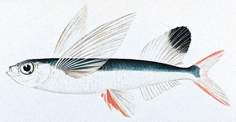 flying fish: a tropical marine fish of the family Exocoetidae, having enlarged winglike pectoral fins enabling...