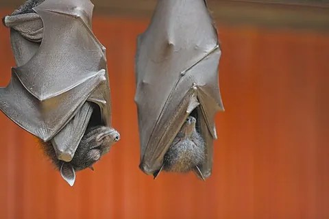 flying fox: a large Australasian bat, of the genera Pteropus or Acerodon in the family Pteropodidae, having a...