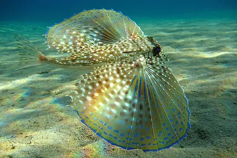 flying gurnard: any tropical marine fish of the family Dactylopteridae, having immense wing-like pectoral fins used...