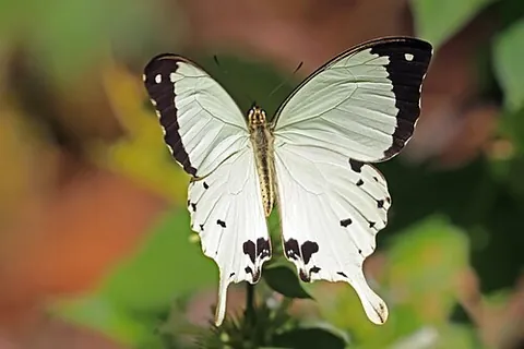 flying handkerchief: an African swallowtail butterfly, Papilio dardanus, with white wings reminiscent of a handkerchief