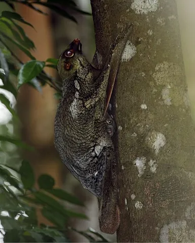flying lemur: a colugo (family spp.), having membranes between the front and hind legs similar to those of flying...