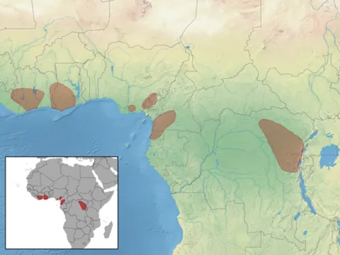 flying mouse: any species of rodent in the genus Idiurus, native to parts of tropical Africa, which have the...