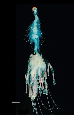 flying spaghetti monster: a bathypelagic species of siphonophore (Bathyphysa conifera), found in the northern Atlantic Ocean...