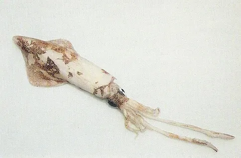 flying squid: any of various species of the family Ommastrephidae with the ability to glide in air above the water