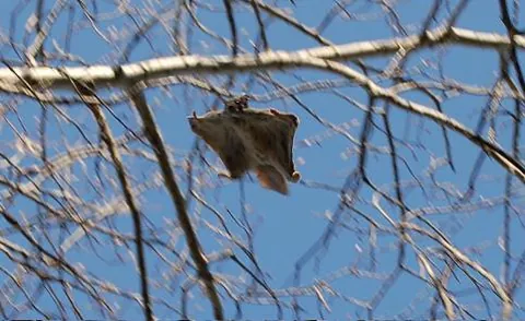 flying squirrel: the tribe Pteromyini within the family Sciuridae, which are true squirrels
