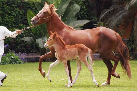 foal: a young horse or other equine, especially just after birth or less than a year old