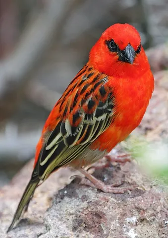 fody: any of various small passerine birds of the genus Foudia in the weaver family Ploceidae