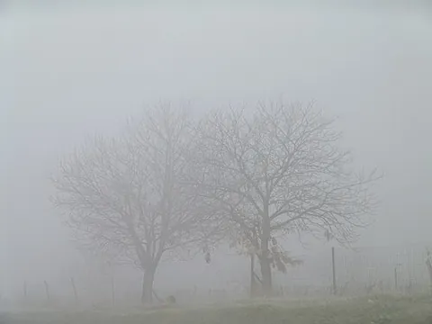 fog: a thick cloud that forms near the ground; the obscurity of such a cloud