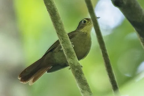 foliage-gleaner: an individual of various species of the genera Automolus and Clibanornis, perching birds of the New...
