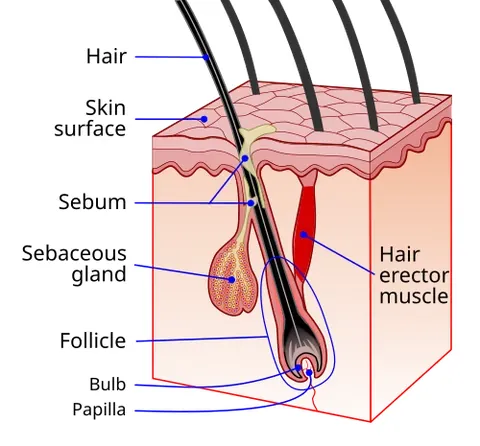 follicle: a small cavity or sac, such as a hair follicle