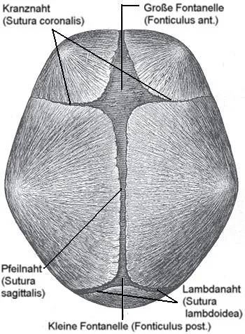 fontanelle: a soft membraneous spot on the head of a baby due to incomplete fusion of the cranial bones