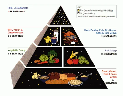 food pyramid: a pyramid-shaped diagram in layers, where each layer represents a group of animals that feeds on...