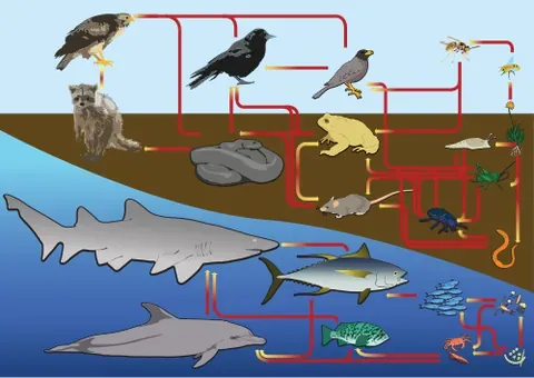 food web: a diagram showing the organisms that eat other organisms in a particular ecosystem, predators being...