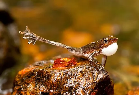 foot-flagging: a kind of visual display done by male frogs, where the individual raises one or both hind legs and...