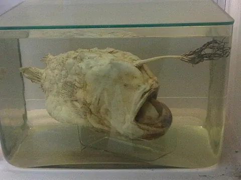 footballfish: any of the species of deep-sea anglerfishes in the family Himantolophidae