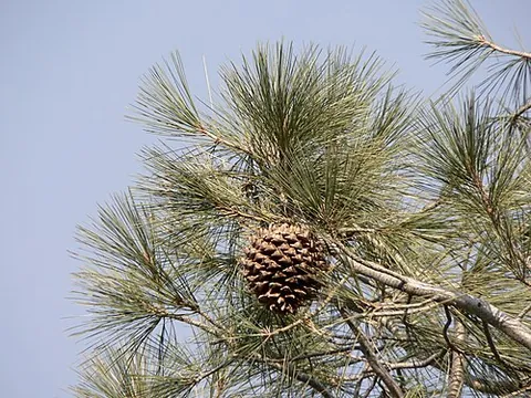 foothill pine: a species of pine tree (Pinus sabiniana)