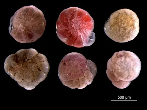 foraminifer: any of a large group of aquatic amoeboid protists of the subphylum Foraminifera, characterized by...