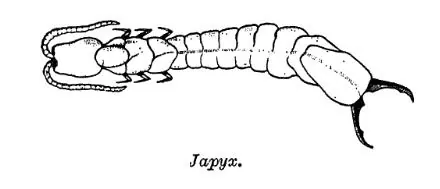 forcepstail: a member of Diplura (two-pronged bristletails) in the families Evalljapygidae, Parajapygidae, and...