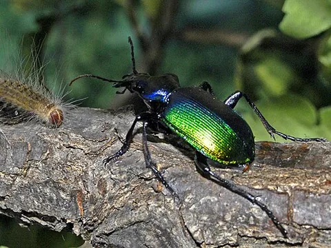 forest caterpillar hunter: a species of ground beetle (Calosoma sycophanta) belonging to the taxonomic genus Calosoma