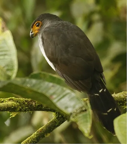 forest falcon: any of the small New World falcons of the genus Micrastur