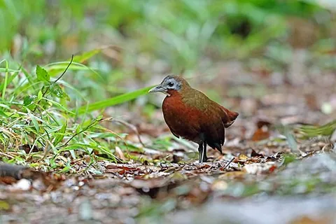 forest rail: any bird of the genera Mentocrex and Rallicula