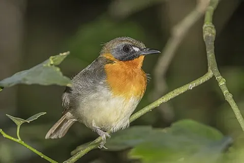 forest robin: stiphrornis erythrothorax, a species of Old World flycatcher
