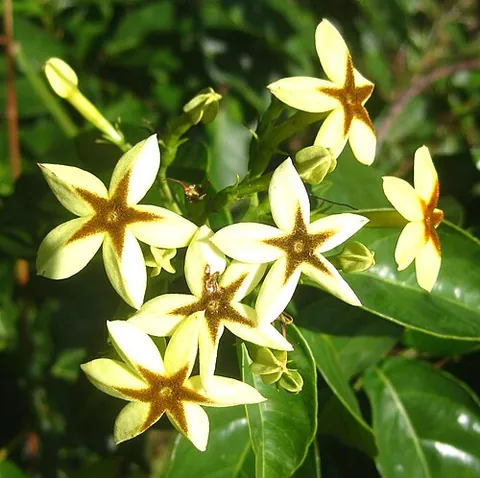 forest star: mussaenda arcuata, a shrub species of the family Rubiaceae with a star-shaped 5-lobed yellow...