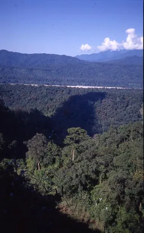 forest: a dense uncultivated tract of trees and undergrowth, larger than woods