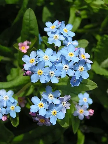 forget-me-not: any of the flowering plants of the genus Myosotis, mostly with a small five-petalled blue flower; a...