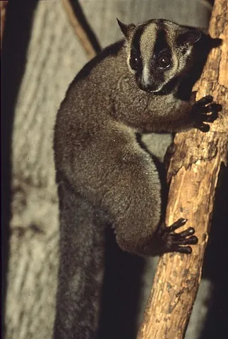 fork-marked lemur: any lemur of the genus Phaner