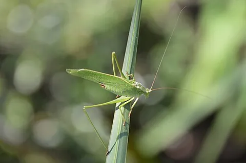 fork-tailed bush katydid: scudderia furcata, a species of katydid