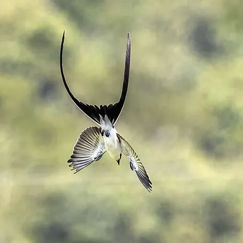 fork-tailed flycatcher: an American passerine bird of species Tyrannus savana