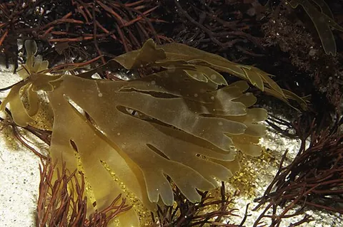 forkweed: the alga Dictyota dichotoma