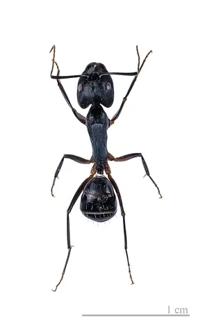 formicine: of, relating to, or characteristic of ants