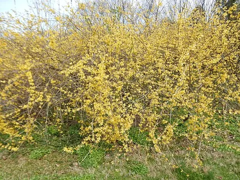 forsythia: any of several shrubs, of the genus Forsythia, native to Asia and Eastern Europe, that are...