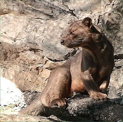 fossa: a pit, groove, cavity, or depression