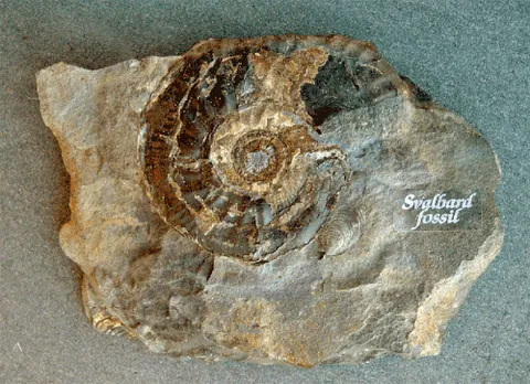 fossil: the mineralized remains of an animal or plant