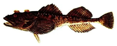fourhorn sculpin: a species of fish of the Cottidae family, Myoxocephalus quadricornis, found in Canada, Finland,...