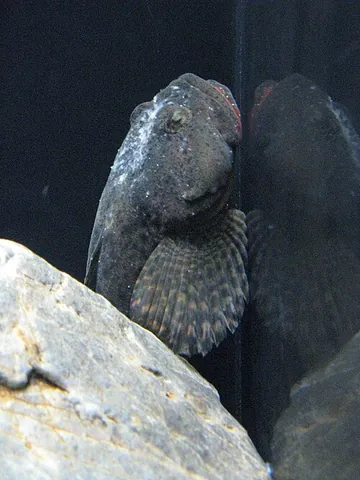fourspine sculpin: cottus kazika, a freshwater sculpin found in Japan