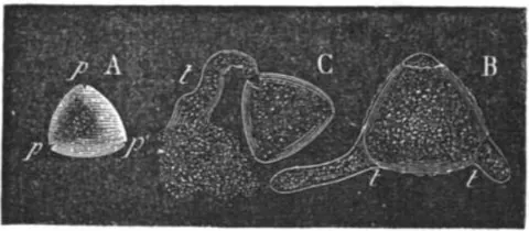 fovilla: one of the fine granules in the protoplasm of a pollen grain