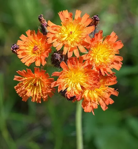 fox-and-cubs: orange hawkweed; a multi-headed wildflower of species Pilosella aurantiaca, in the family...
