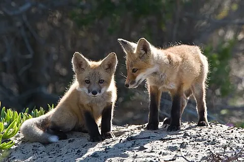 fox cub: a young fox