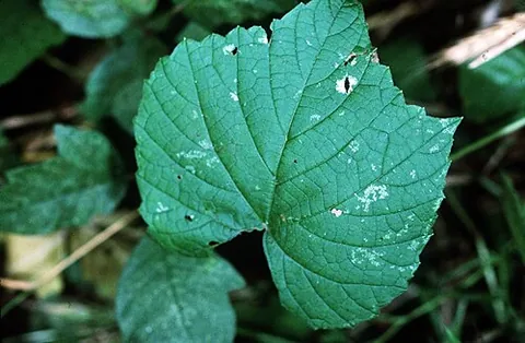 fox grape: the native eastern North American grape, Vitis labrusca, with many cultivars, of which the Concord...
