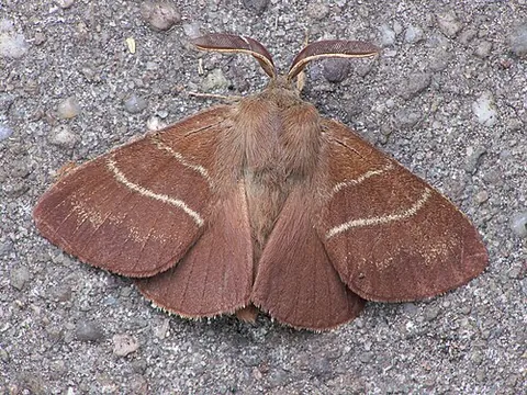 fox moth: a moth found in Western Europe to Central Asia, taxonomic name Macrothylacia rubi