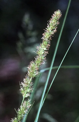 fox sedge: carex vulpinoidea, native to North America
